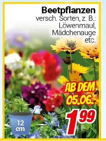 CENTERSHOP Beetpflanzen Angebot
