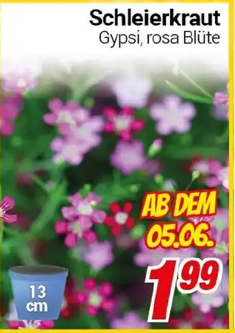 CENTERSHOP Schleierkraut Angebot