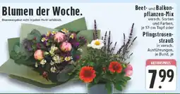 Edeka Blumen der Woche Angebot