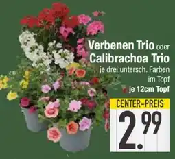 Edeka Verbenen Trio oder Calibrachoa Trio Angebot