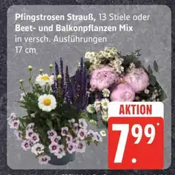 Edeka Pfingstrosen Strauß oder Beet- und Balkonpflanzen Mix Angebot