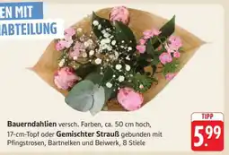Edeka Bauern-Dahlien Angebot