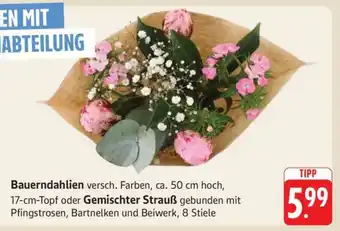 Edeka Bauern-Dahlien Angebot