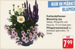 Edeka Freilandpflanzen Blooming Joy Angebot