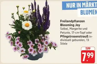 Edeka Freilandpflanzen Blooming Joy Angebot