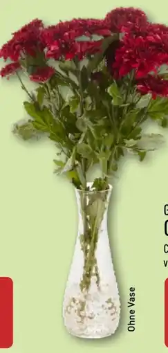 Aldi Nord Gardenline Chrysanthemen Angebot