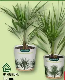Aldi Nord Gardenline Palme Angebot