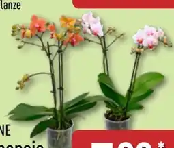 Aldi Nord Gardenline Phalaenopsis Angebot