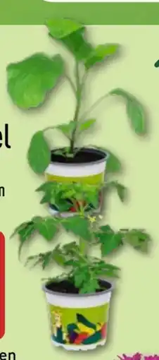 Aldi Nord Gardenline Gemüsepflanze Angebot
