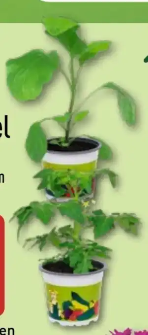 Aldi Nord Gardenline Gemüsepflanze Angebot
