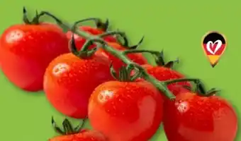 Aldi Nord Cocktailrispentomaten Angebot