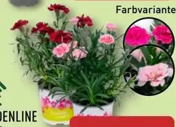 Aldi Nord Gardenline Nelken Angebot