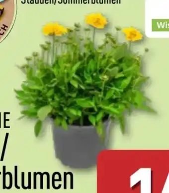 Aldi Nord Gardenline Stauden Angebot