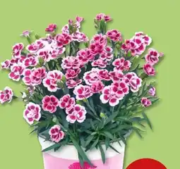 PENNY Nelken Pink Kisses Angebot
