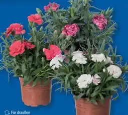 Lidl Nelken Dianthus Angebot