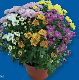 Lidl Chrysanthemen Elle Fleur Angebot