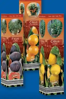 Lidl Mediterrane Pflanzen Angebot