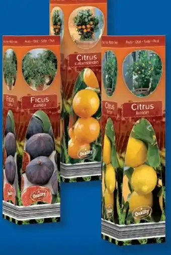 Lidl Mediterrane Pflanzen Angebot