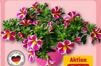REWE Center Zauberglöckchen Angebot