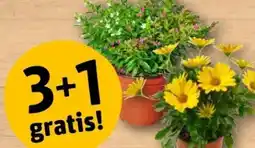 REWE Center Scheinmyrthe Twins Angebot