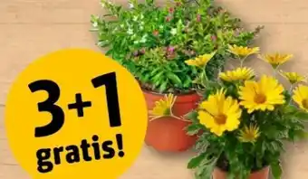 REWE Center Scheinmyrthe Twins Angebot