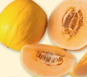 tegut Melonen Sugar Baby Gold Angebot