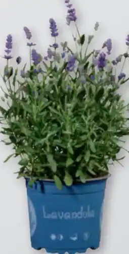 tegut Lavendel Angebot