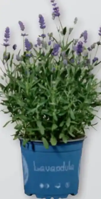 tegut Lavendel Angebot
