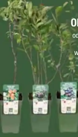 E-Center Beeren-Mix Angebot