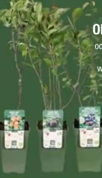 E-Center Beeren-Mix Angebot