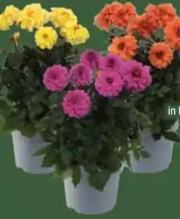 E-Center Dahlien Mix Angebot