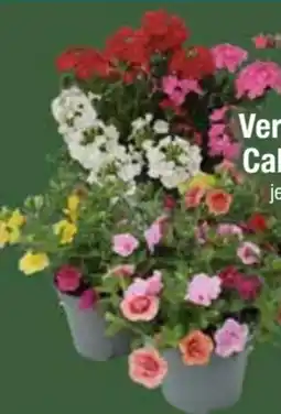 E-Center Verbenen-Trio Angebot