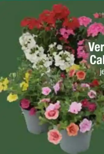 E-Center Verbenen-Trio Angebot