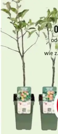 Edeka Zwerg Obstbäumchen Angebot