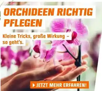 OBI Action 20 Angebot