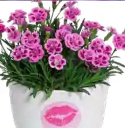 OBI Staudennelke Pink Kisses Angebot