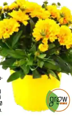 OBI Grow By Obi Stauden-Mix Angebot