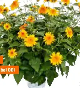 OBI Sonnenblumen Sufinity Double Yellow Angebot