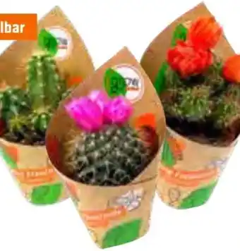 OBI Grow By Obi Mini-Kakteen Angebot
