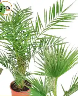 OBI Grow By Obi Washingtonia Angebot