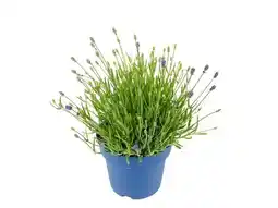 OBI Grow By Obi Echter Lavendel Angebot