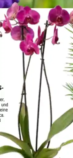 OBI Schmetterlingsorchidee Angebot