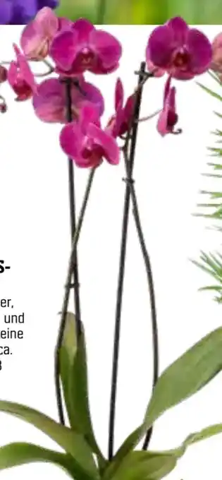 OBI Schmetterlingsorchidee Angebot