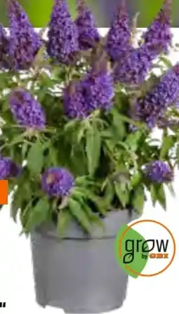 OBI Grow By Obi Sommerflieder Butterfly Candy Angebot