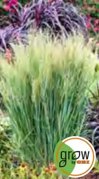 OBI Grow By Obi Gräser Mix Angebot
