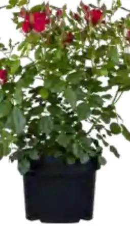 OBI Beet- und Edelrosen Angebot