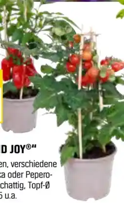 OBI Pick-&-Joy Cherry-Tomate Angebot