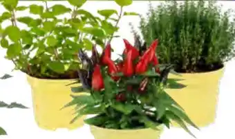 OBI Blu Gemüse Peperoni Feuerküsschen Angebot