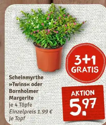 nahkauf Scheinmyrthe twins Angebot
