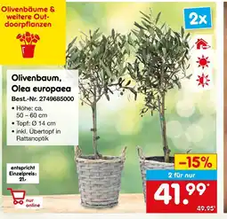 Netto Marken-Discount Olivenbaum, olea europaea Angebot